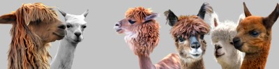 Camelids